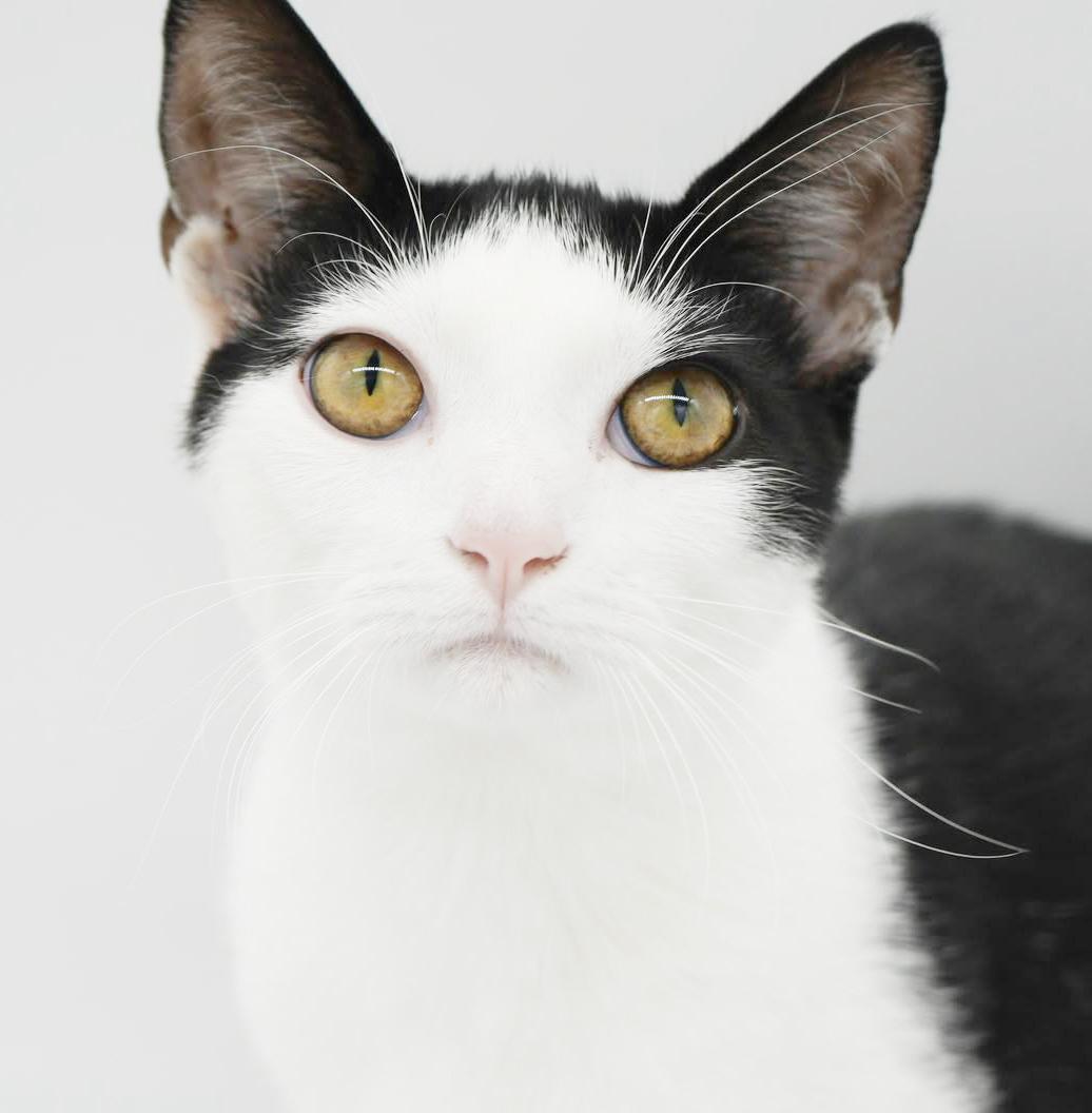 Pablo has THE cutest hairdo!  Exotic too!  AND WOW is he snuggly - VIDEO!  Possible therapy kitten!, Adoptable, Kitten Male Turkish Van & Tuxedo.