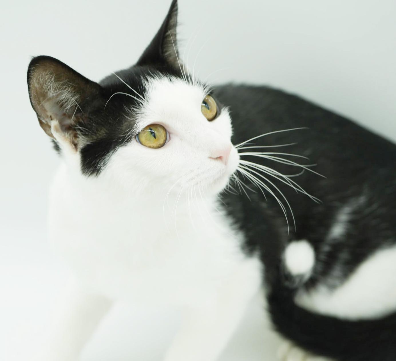 Enlarge Pablo has THE cutest hairdo!  Exotic too!  AND WOW is he snuggly - VIDEO!  Possible therapy kitten!, a Adoptable mixed breed in Bedford Hills, NY image 6/6