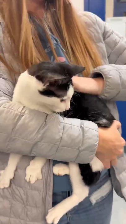 Enlarge Pablo has THE cutest hairdo!  Exotic too!  AND WOW is he snuggly - VIDEO!  Possible therapy kitten!, a Adoptable mixed breed in Bedford Hills, NY video 3/6