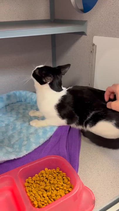 Enlarge Pablo has THE cutest hairdo!  Exotic too!  AND WOW is he snuggly - VIDEO!  Possible therapy kitten!, a Adoptable mixed breed in Bedford Hills, NY video 5/6