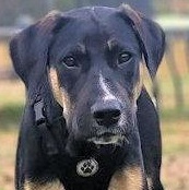 All about Copper, ADOPTABLE, Puppy Male Coonhound.