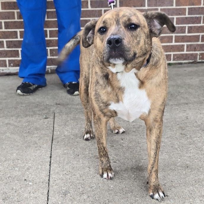 Enlarge Jo Jo, an adopted mixed breed in Waterloo, IA image 4/4