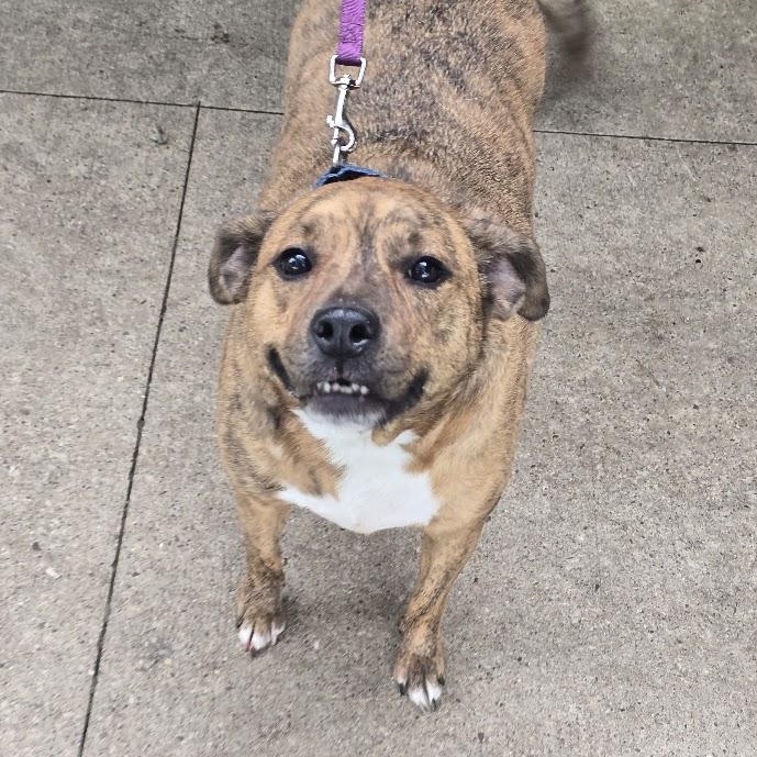 Enlarge Jo Jo, an adopted mixed breed in Waterloo, IA image 3/4