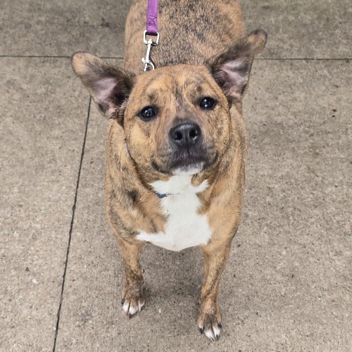 Enlarge Jo Jo, an adopted mixed breed in Waterloo, IA image 2/4