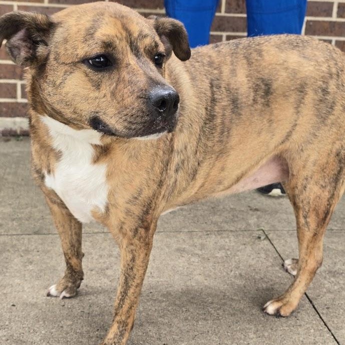 Jo Jo, adopted, Adult Female Mixed Breed.