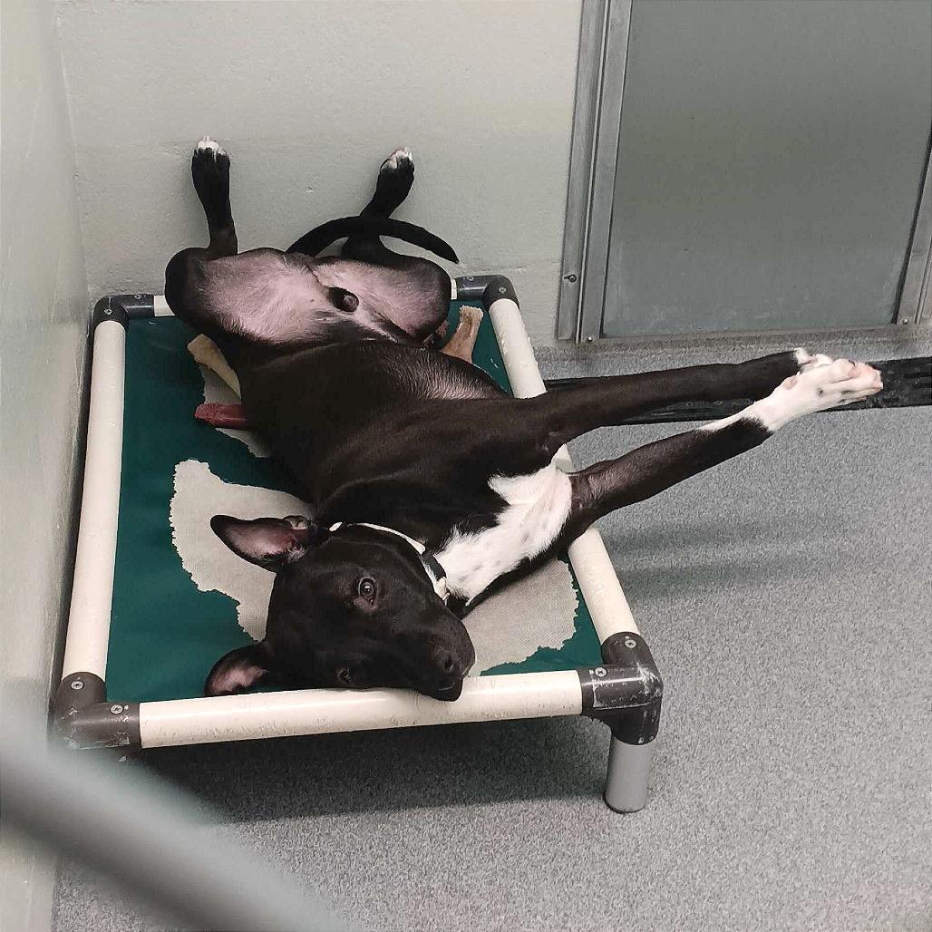 Enlarge Mr. Snuggles, a Adoptable Pit Bull Terrier in Evansville, IN image 1/4