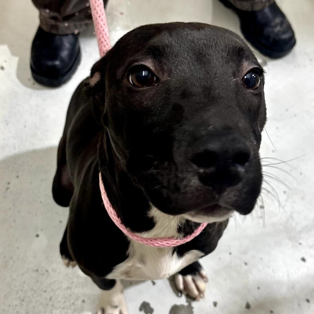 Mr. Snuggles, Adoptable, Young Male Pit Bull Terrier.