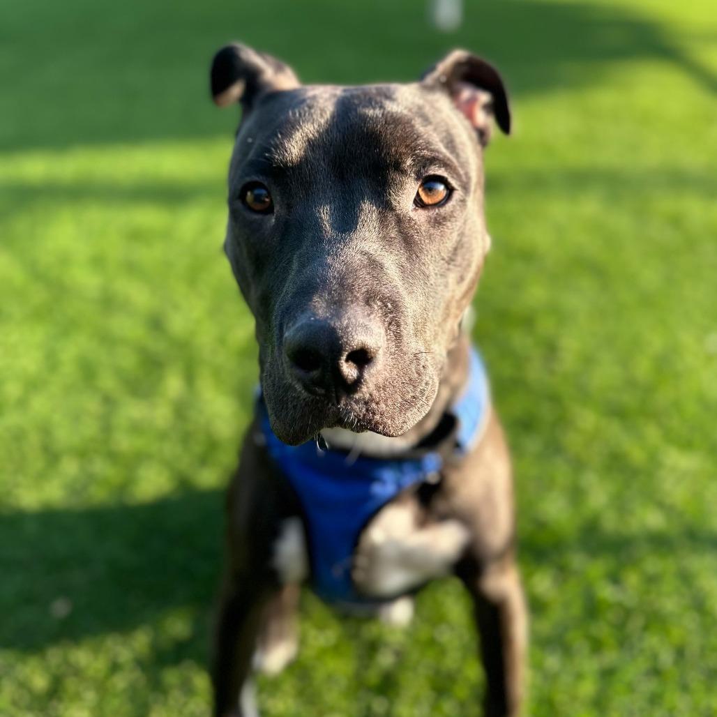 Enlarge Mr. Snuggles, a Adoptable Pit Bull Terrier in Evansville, IN image 3/6