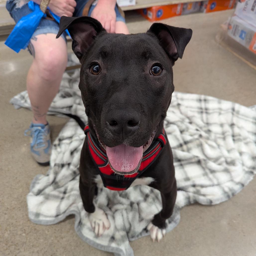 Enlarge Mr. Snuggles, a Adoptable Pit Bull Terrier in Evansville, IN image 3/4