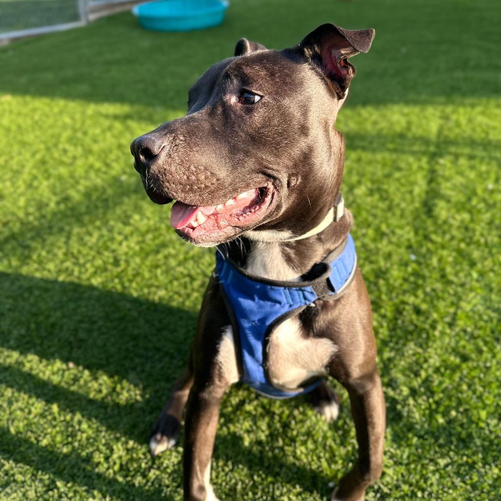 Enlarge Mr. Snuggles, a Adoptable Pit Bull Terrier in Evansville, IN image 5/6