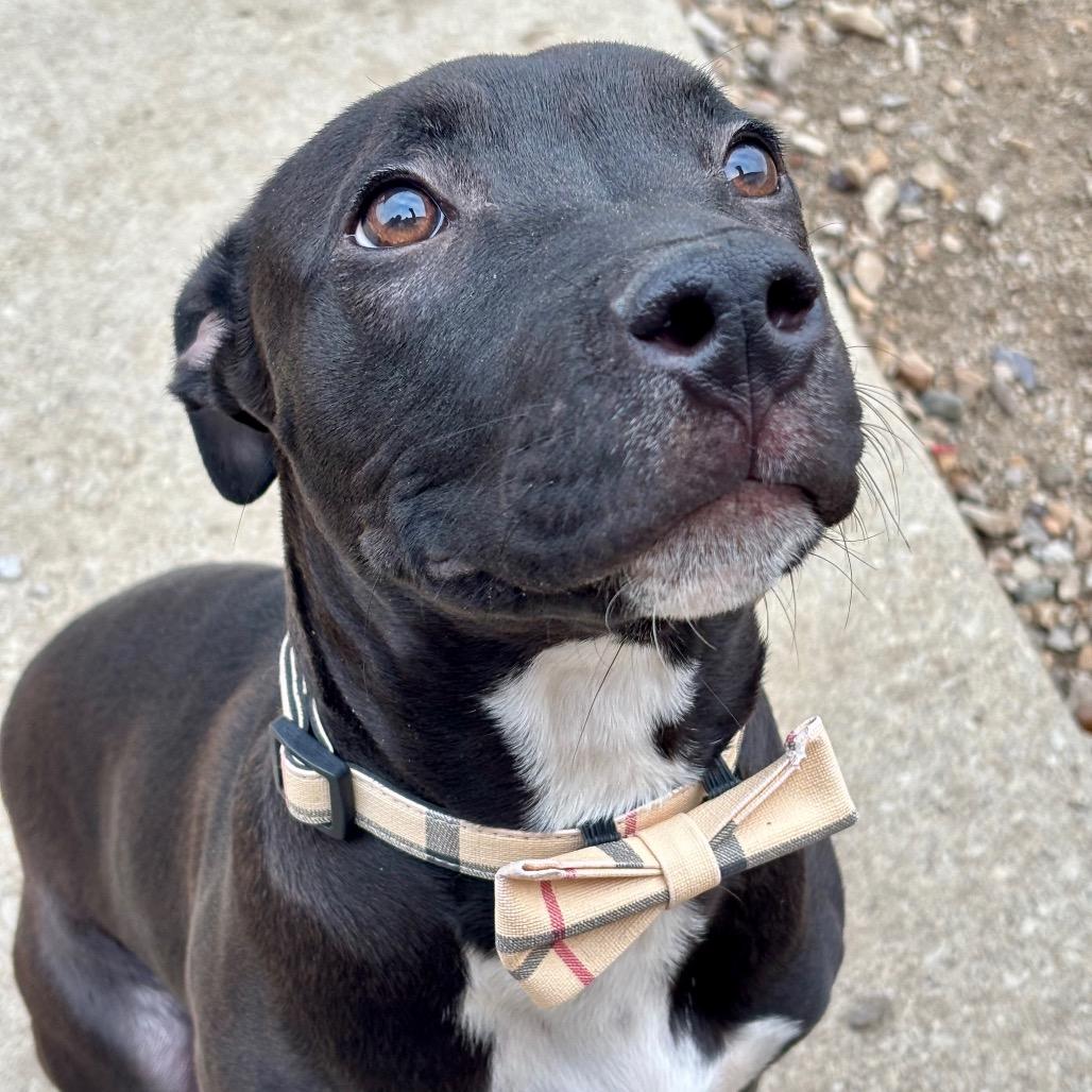 Mr. Snuggles, a Adoptable Pit Bull Terrier in Evansville, IN image 2/2