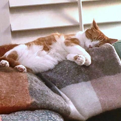 Goldie, a Adoptable Domestic Short Hair in Salt Lake City, UT image 1/2