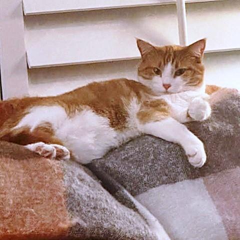 Goldie, Adoptable, Adult Female Domestic Short Hair.