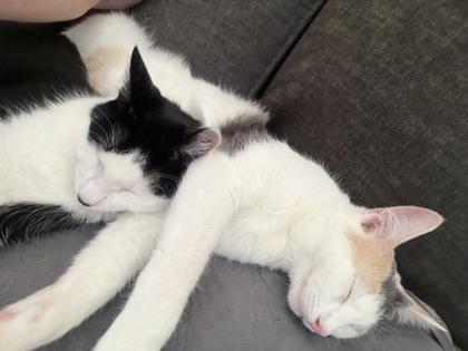 Sally, Adoptable, Young Female Domestic Short Hair & Domestic Short Hair.