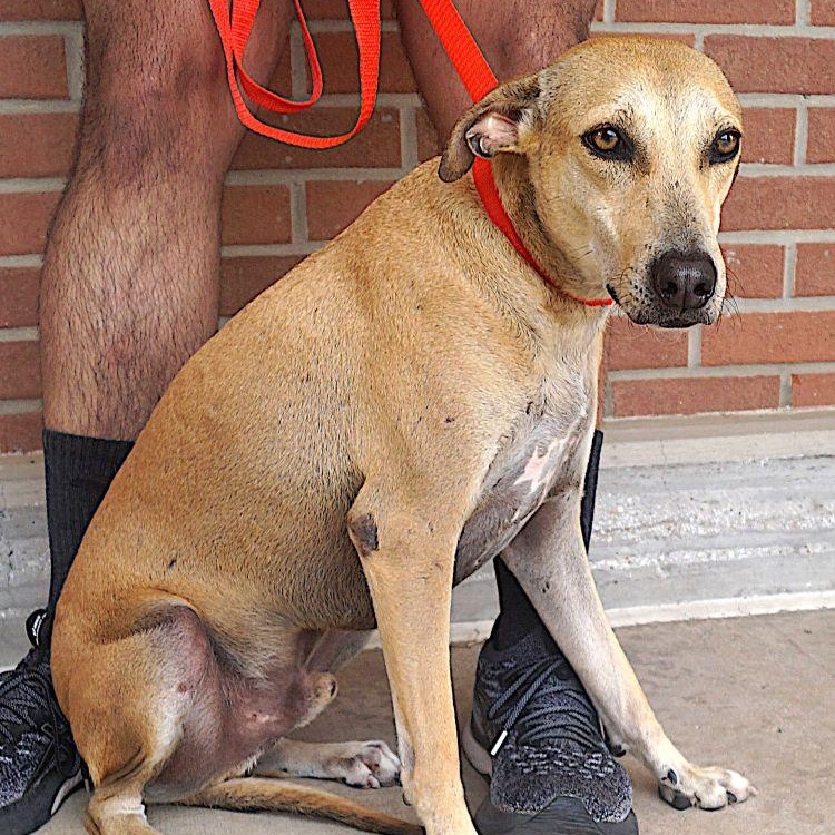 Enlarge Pistache, a Adoptable mixed breed in Carrollton, TX image 3/6
