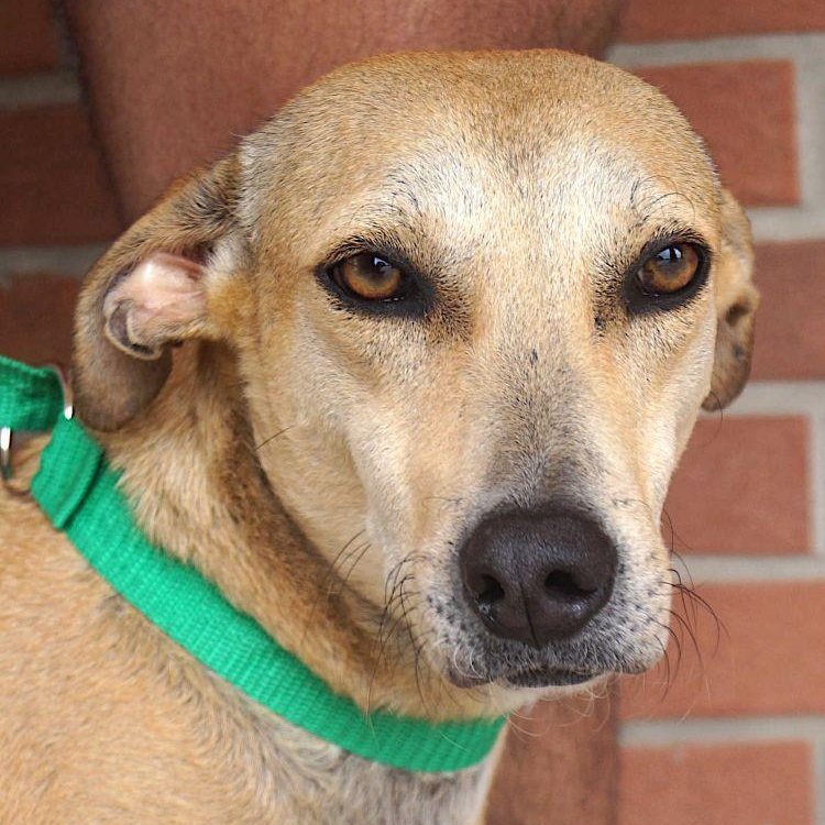 Enlarge Pistache, a Adoptable mixed breed in Carrollton, TX image 4/6