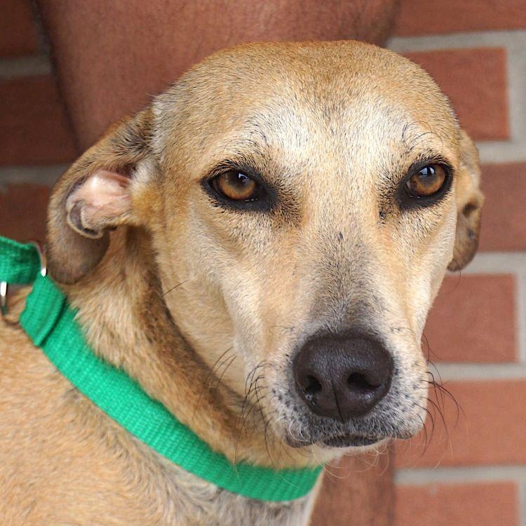 Enlarge Pistache, a Adoptable mixed breed in Carrollton, TX image 5/6