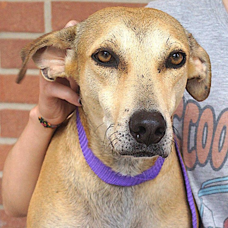 Pistache, Adoptable, Adult Male Labrador Retriever.