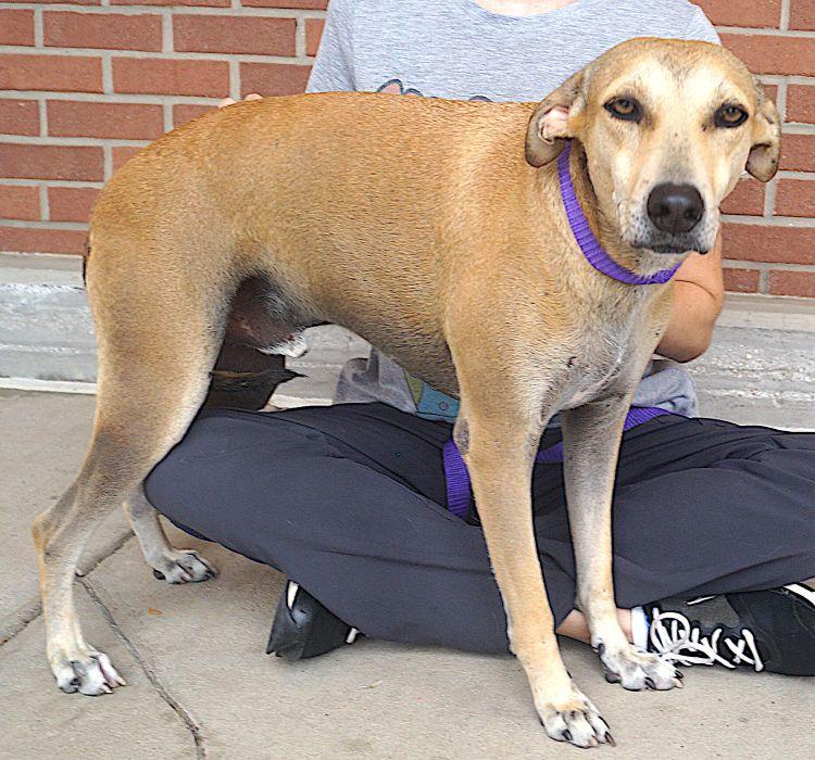 Enlarge Pistache, a Adoptable mixed breed in Carrollton, TX image 2/6