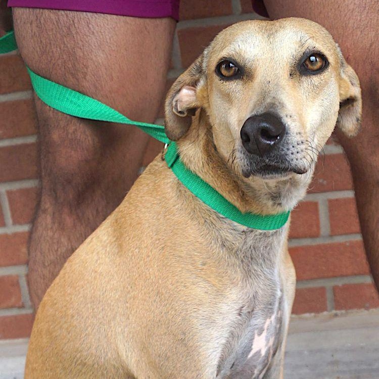 Enlarge Pistache, a Adoptable mixed breed in Carrollton, TX image 6/6