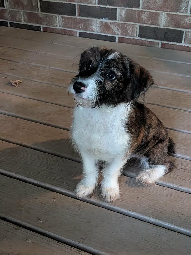 TETO, an adopted mixed breed in Chicopee, MA image 3/5