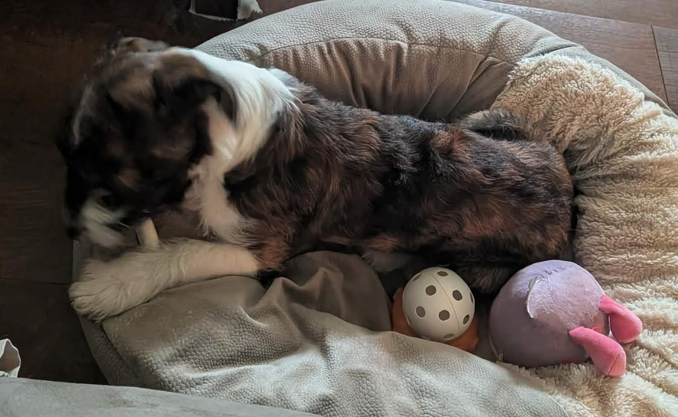 TETO, an adopted mixed breed in Chicopee, MA image 4/5