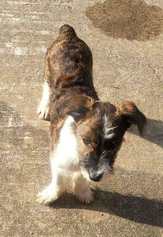 TETO, an adopted mixed breed in Chicopee, MA image 5/5