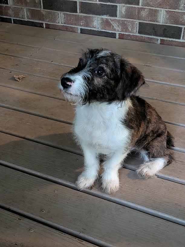 TETO, an adopted mixed breed in Chicopee, MA image 2/5