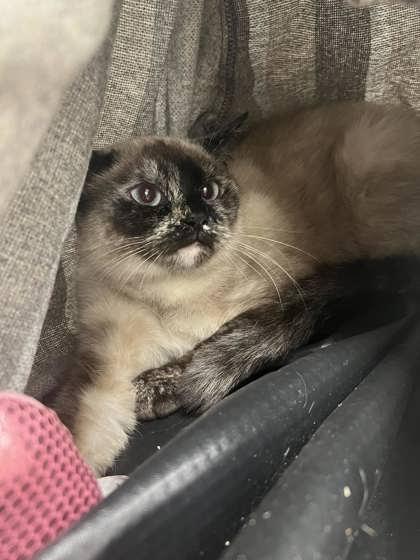 Enlarge Eloise, a ADOPTABLE Domestic Short Hair in Potsdam, NY image 1/1