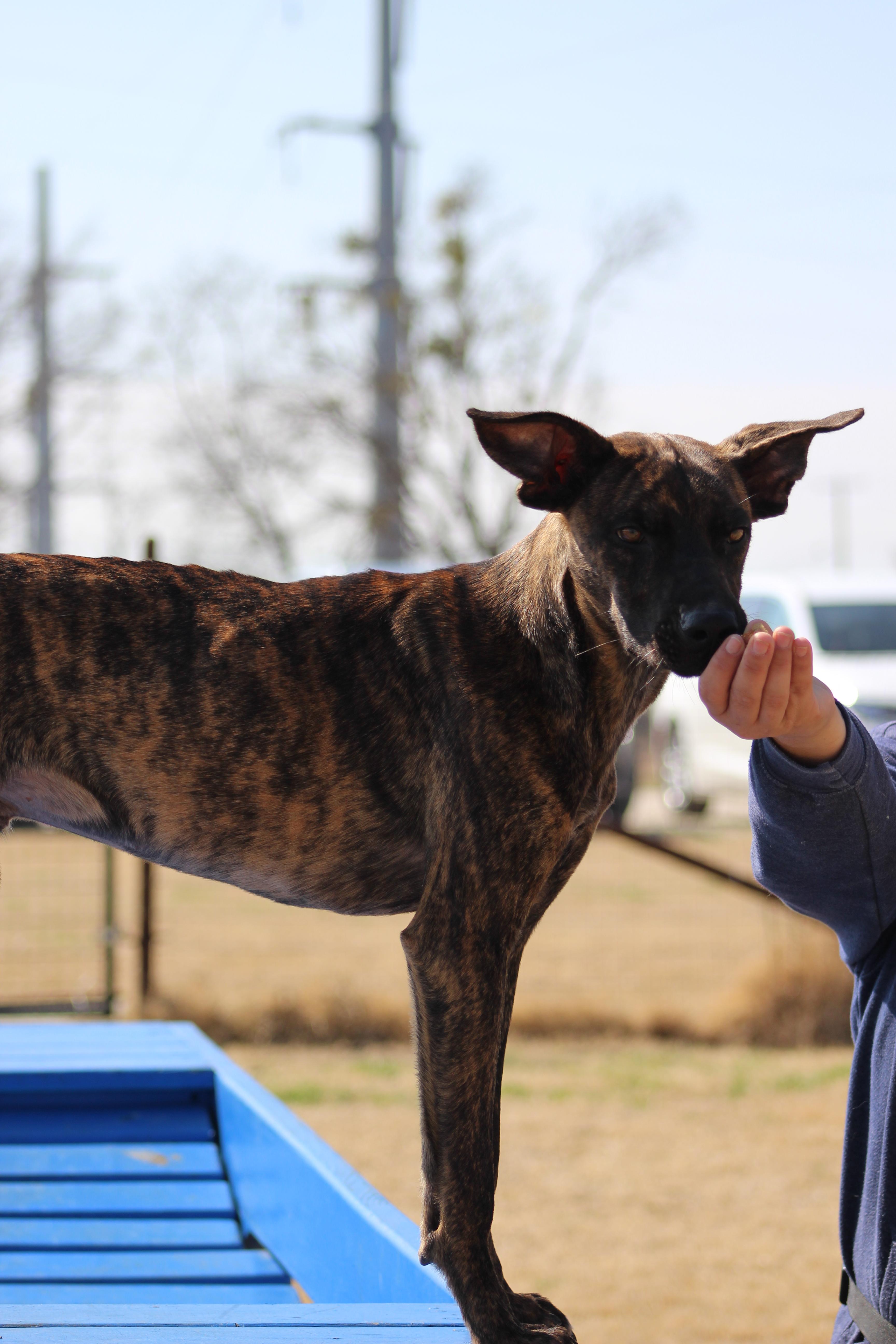 Enlarge Clarence, a Adoptable Mixed Breed in Temple, TX image 5/6