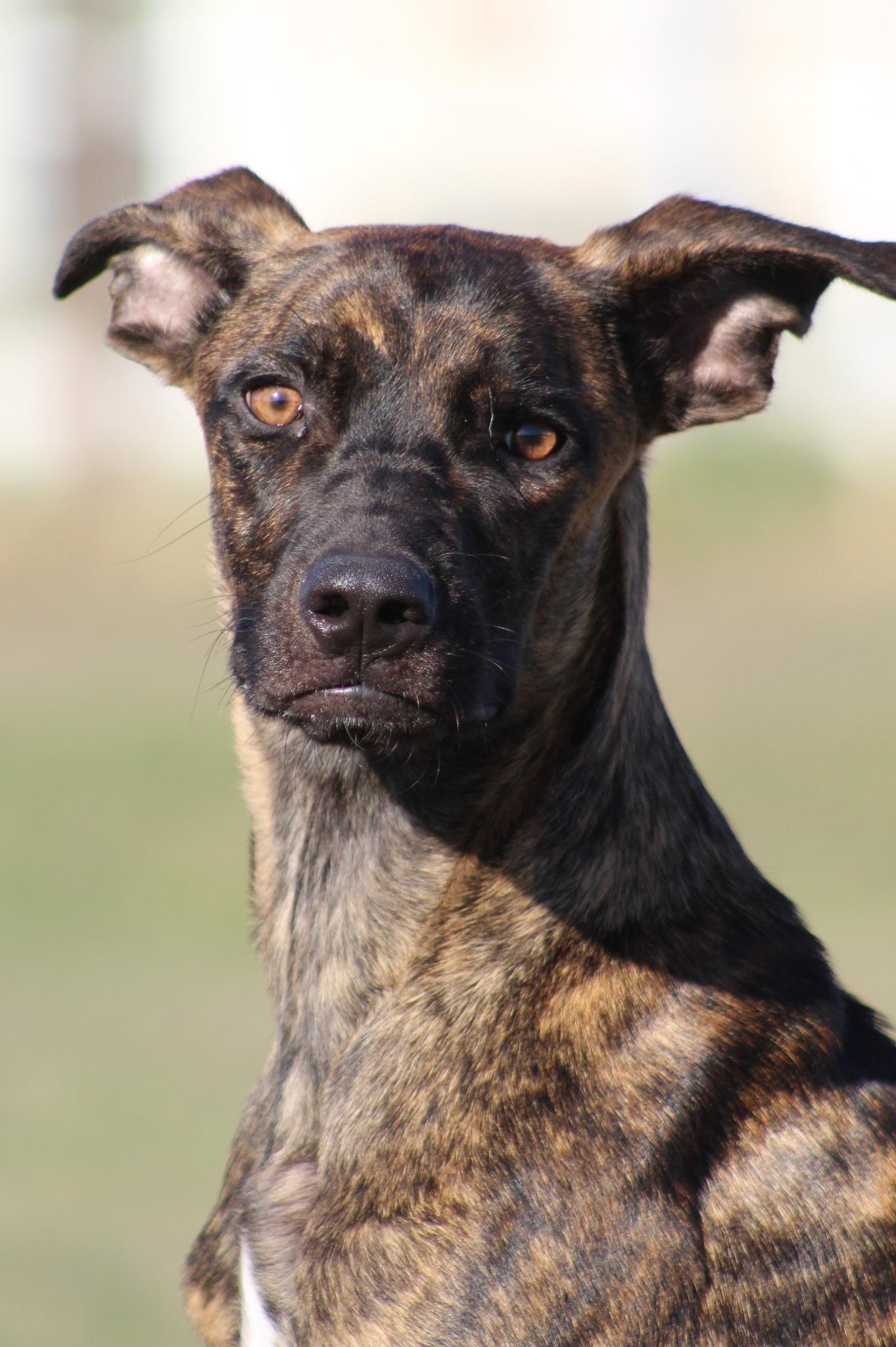 Enlarge Clarence, a Adoptable Mixed Breed in Temple, TX image 1/6