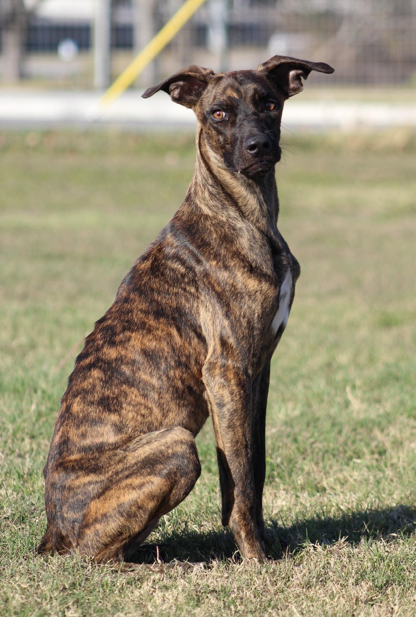 Enlarge Clarence, a Adoptable Mixed Breed in Temple, TX image 2/6