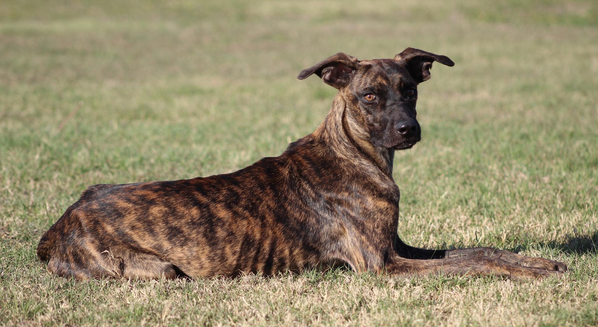 Enlarge Clarence, a Adoptable Mixed Breed in Temple, TX image 3/6