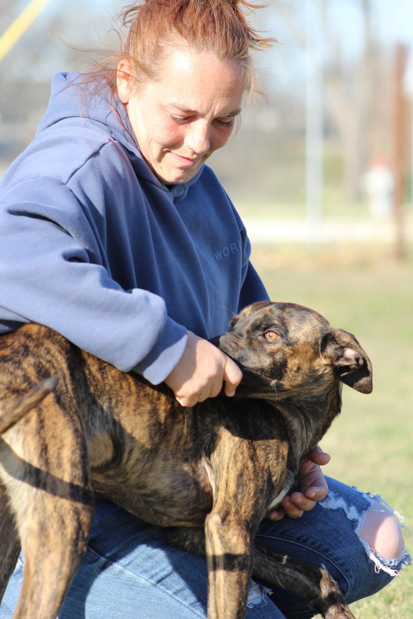Enlarge Clarence, a Adoptable Mixed Breed in Temple, TX image 4/6