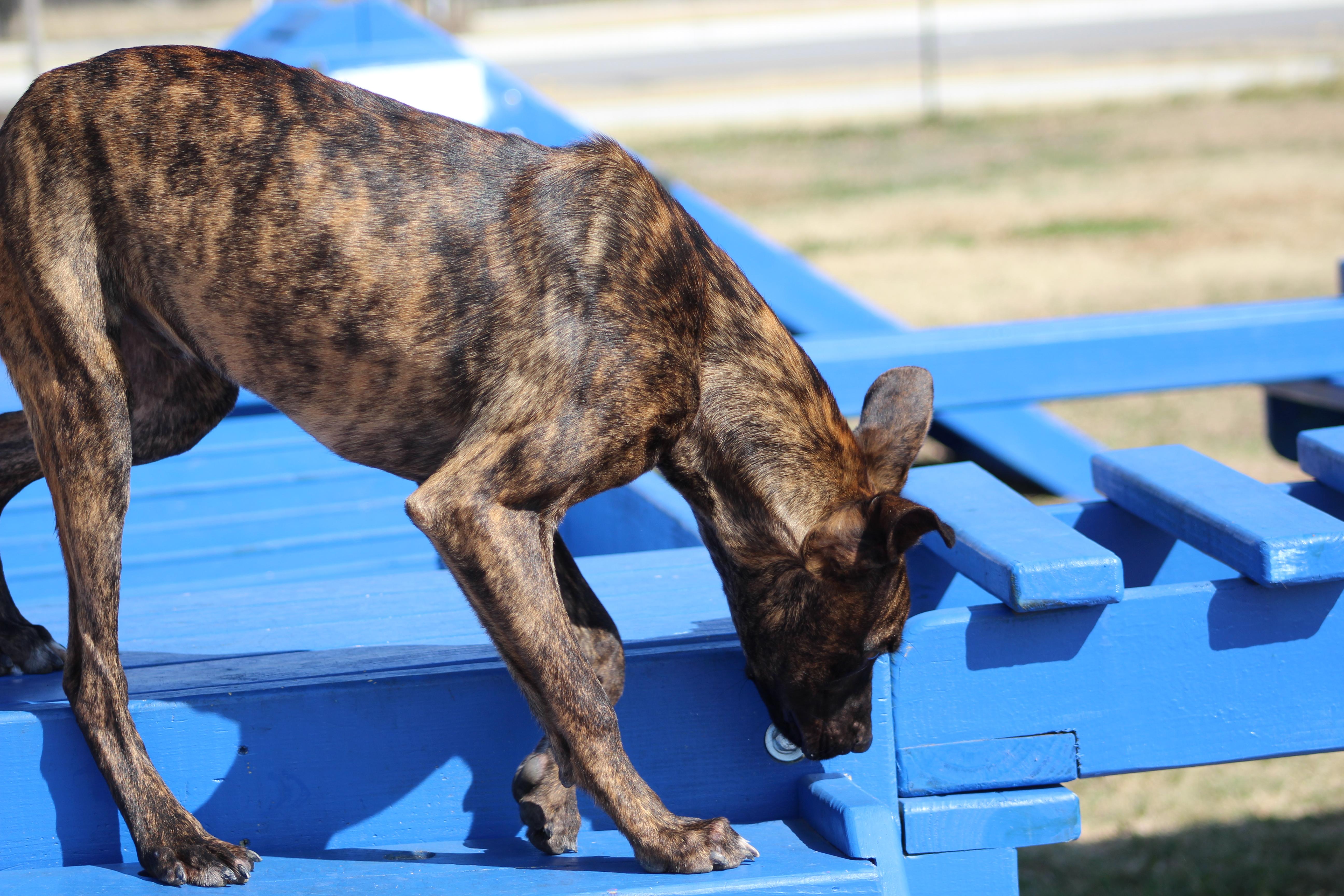 Enlarge Clarence, a Adoptable Mixed Breed in Temple, TX image 6/6