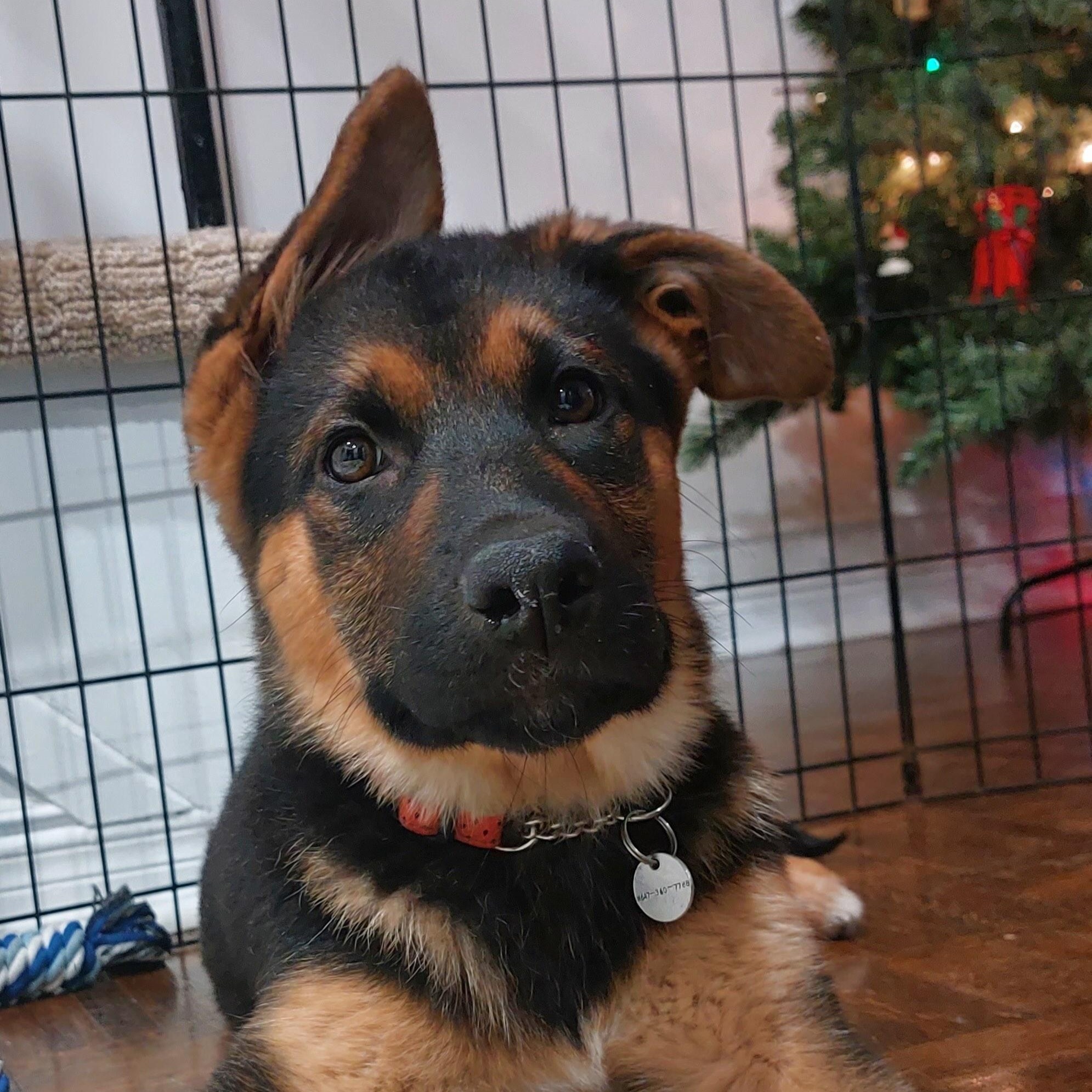 Enlarge Aurora, a ADOPTABLE mixed breed in Toronto, ON image 1/5