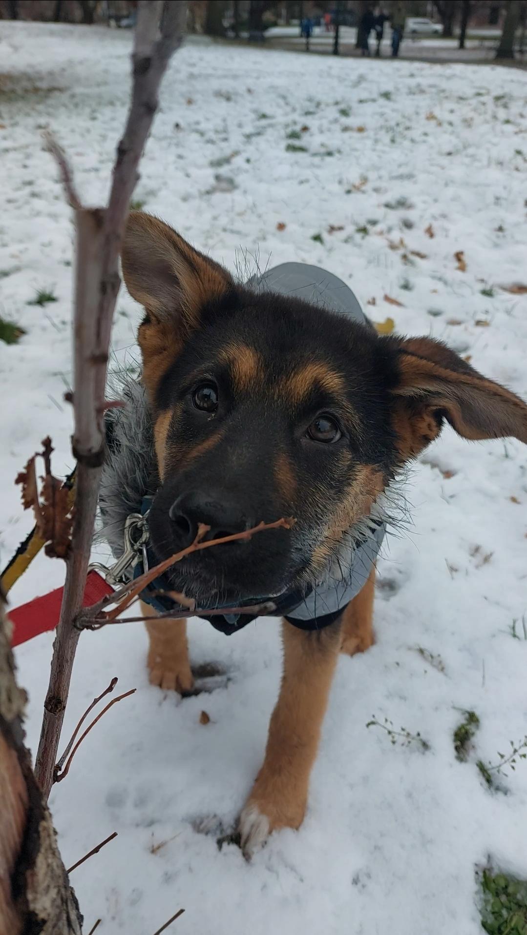 Enlarge Aurora, a ADOPTABLE mixed breed in Toronto, ON image 2/5
