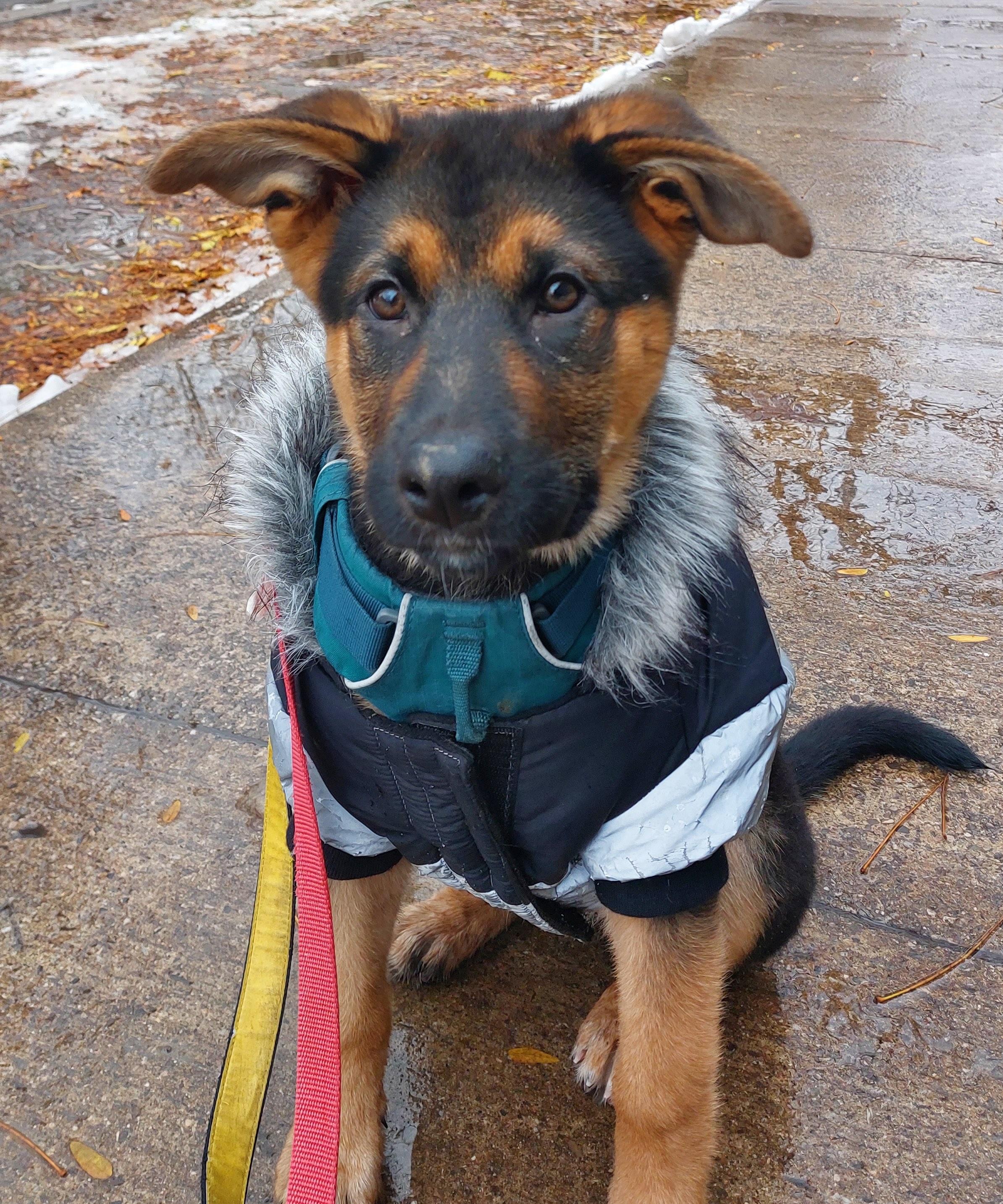 Enlarge Aurora, a ADOPTABLE mixed breed in Toronto, ON image 3/5