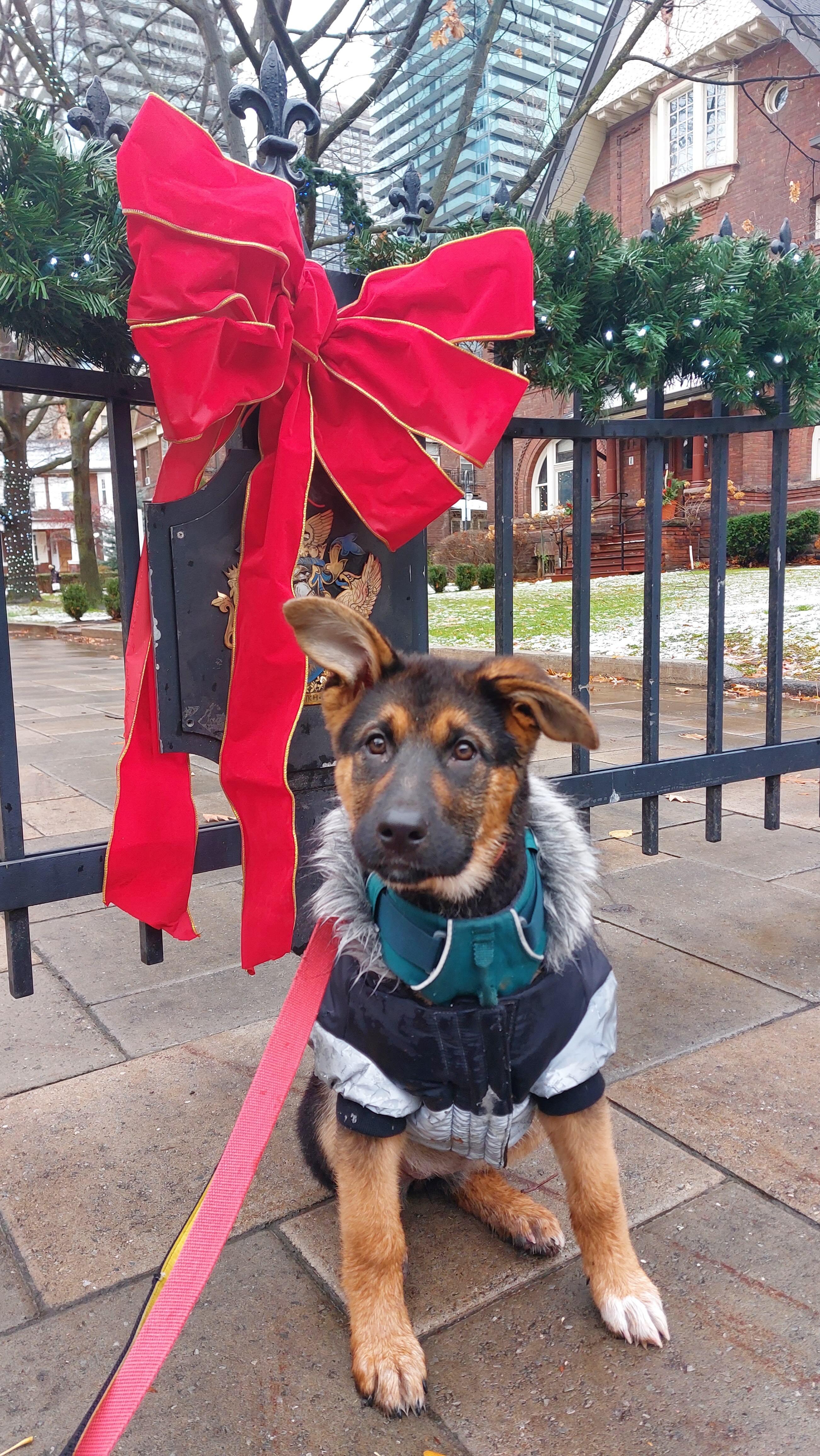 Enlarge Aurora, a ADOPTABLE mixed breed in Toronto, ON image 4/5