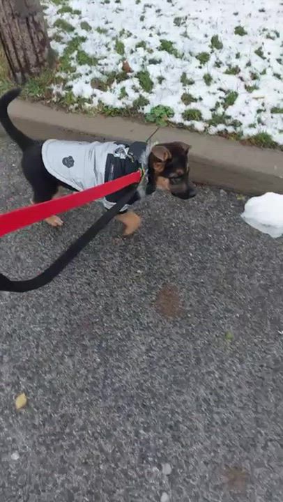 Enlarge Aurora, a ADOPTABLE mixed breed in Toronto, ON video 5/5