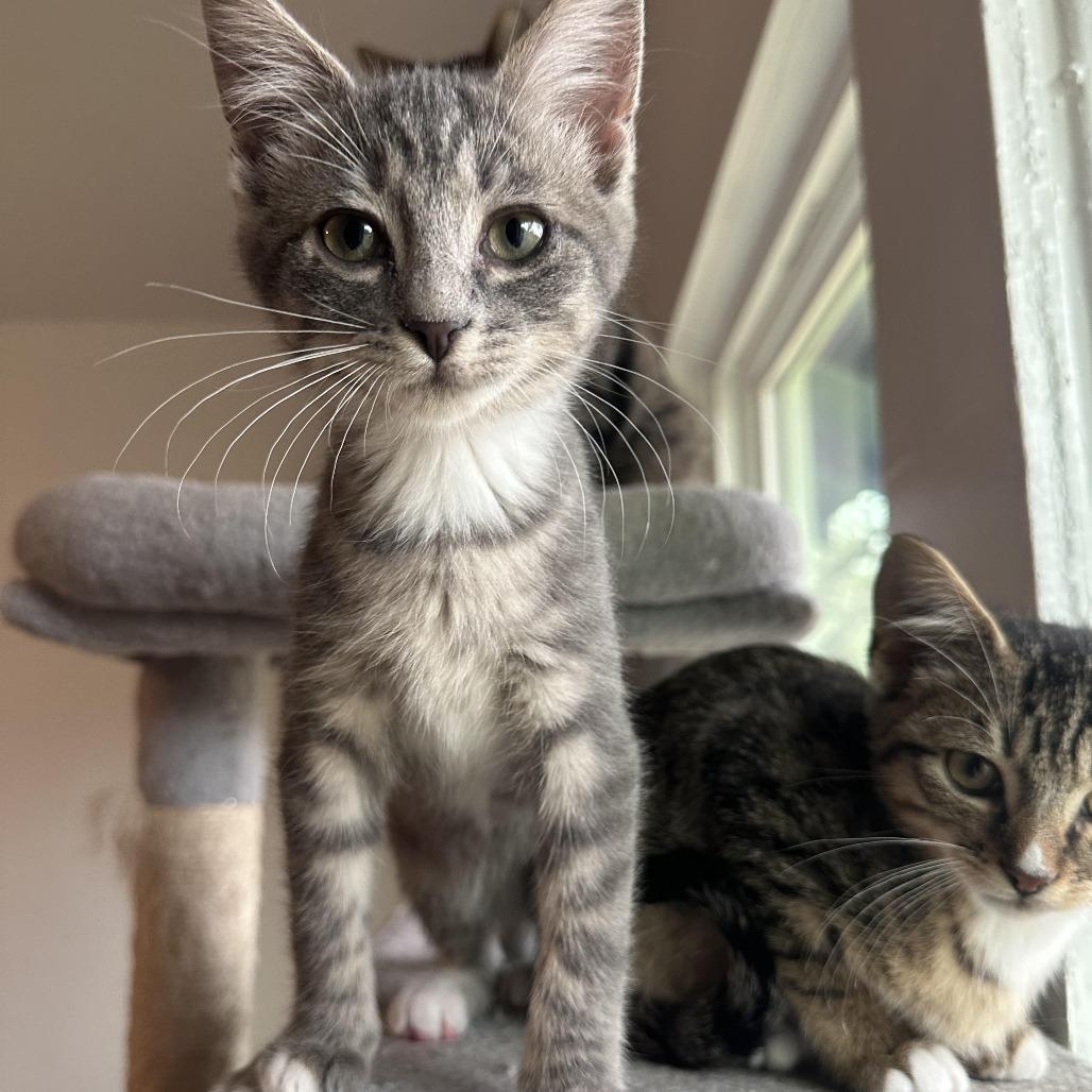 Opal, Adoptable, Kitten Female Domestic Short Hair.