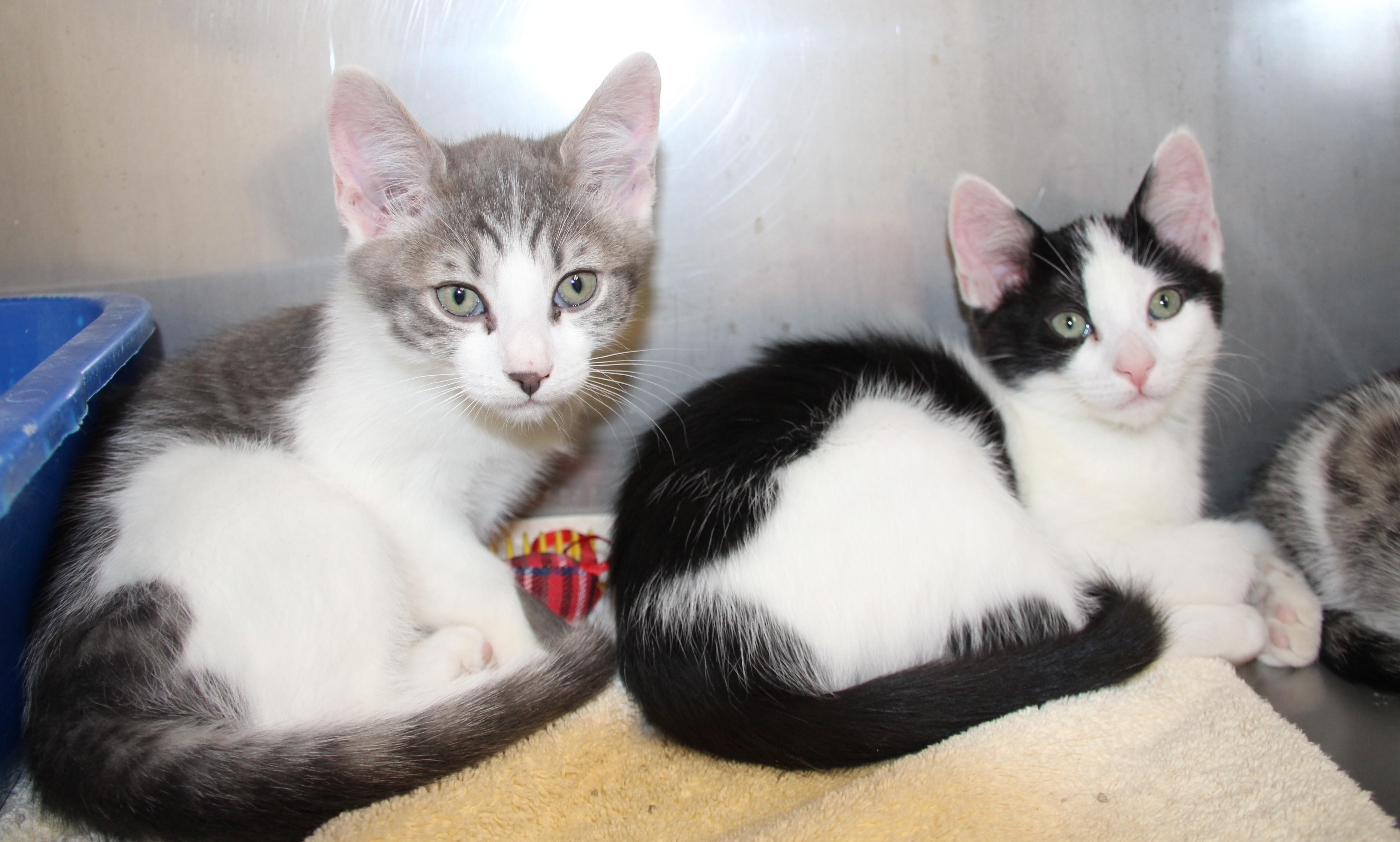 Byers & Harrington, ADOPTABLE, Kitten Female Domestic Short Hair.