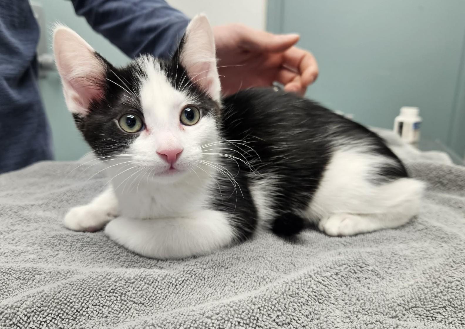 Enlarge Byers & Harrington, a ADOPTABLE Domestic Short Hair in Medfield, MA image 3/5