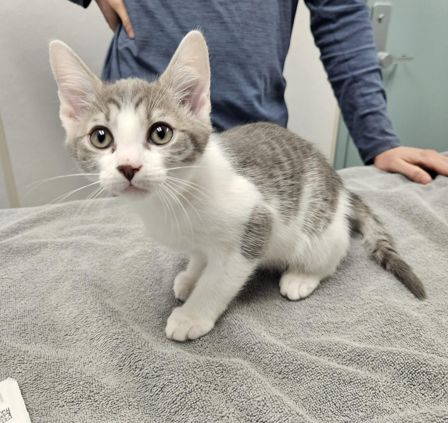 Enlarge Byers & Harrington, a ADOPTABLE Domestic Short Hair in Medfield, MA image 2/5