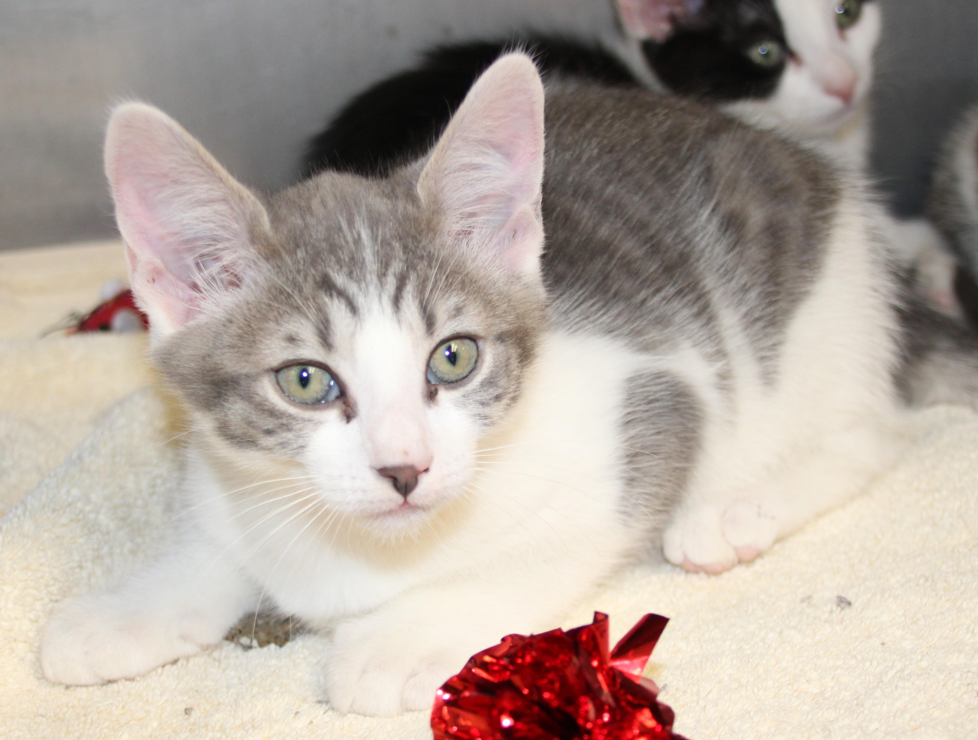 Enlarge Byers & Harrington, a ADOPTABLE Domestic Short Hair in Medfield, MA image 4/5