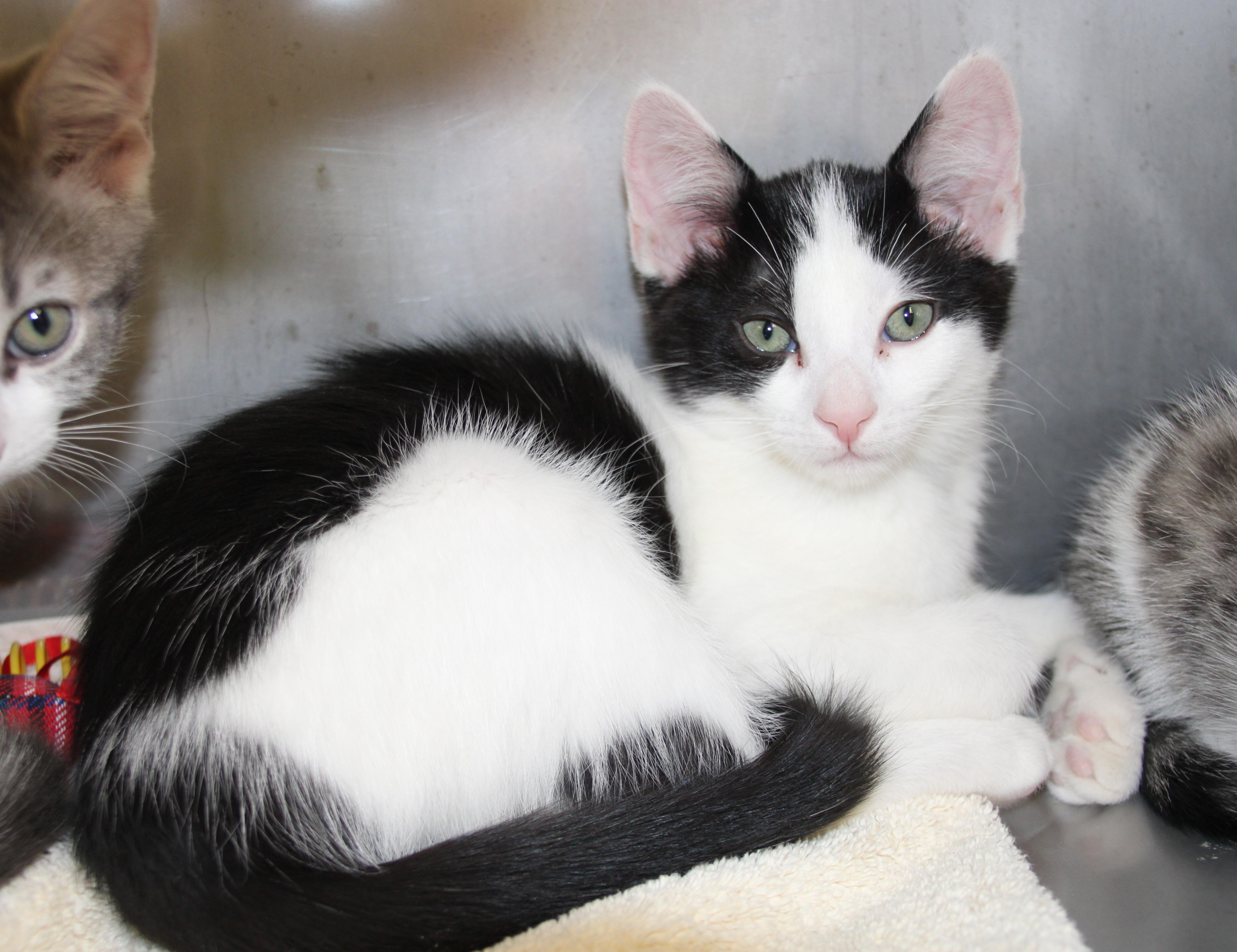 Enlarge Byers & Harrington, a ADOPTABLE Domestic Short Hair in Medfield, MA image 5/5