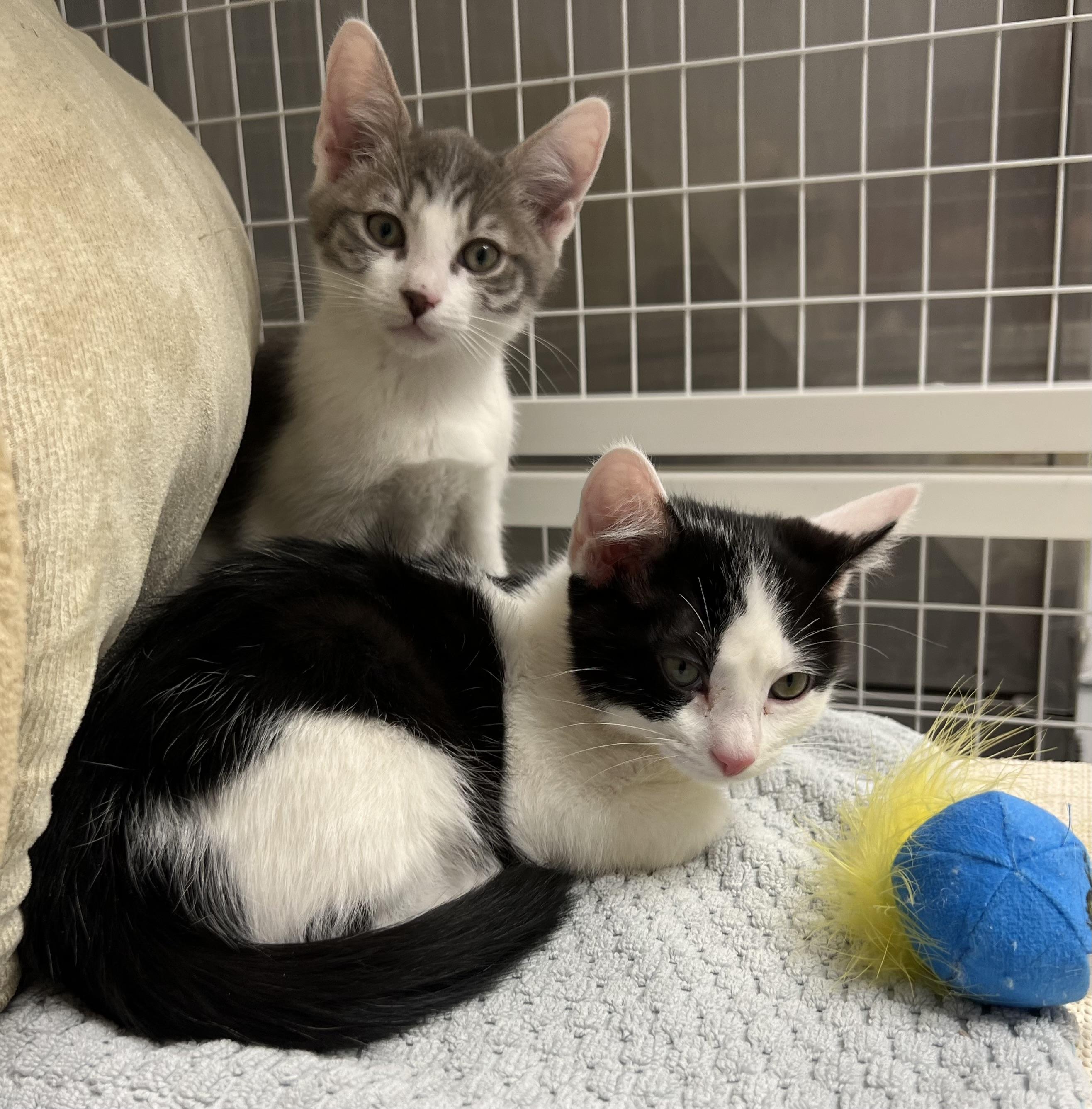 Byers & Harrington, ADOPTABLE, Kitten Female Domestic Short Hair.