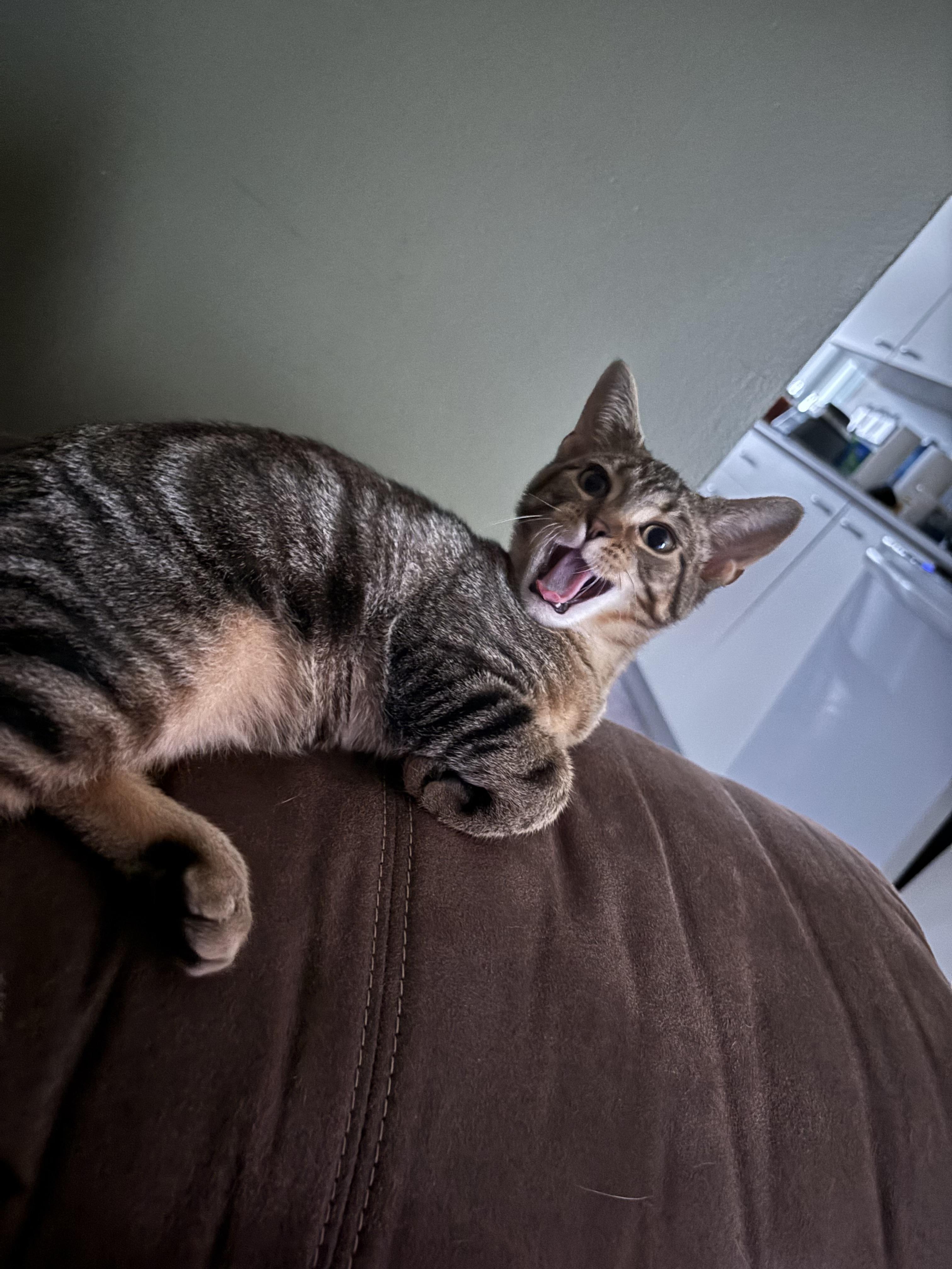 Bodhi, Adoptable, Kitten Male Domestic Short Hair.