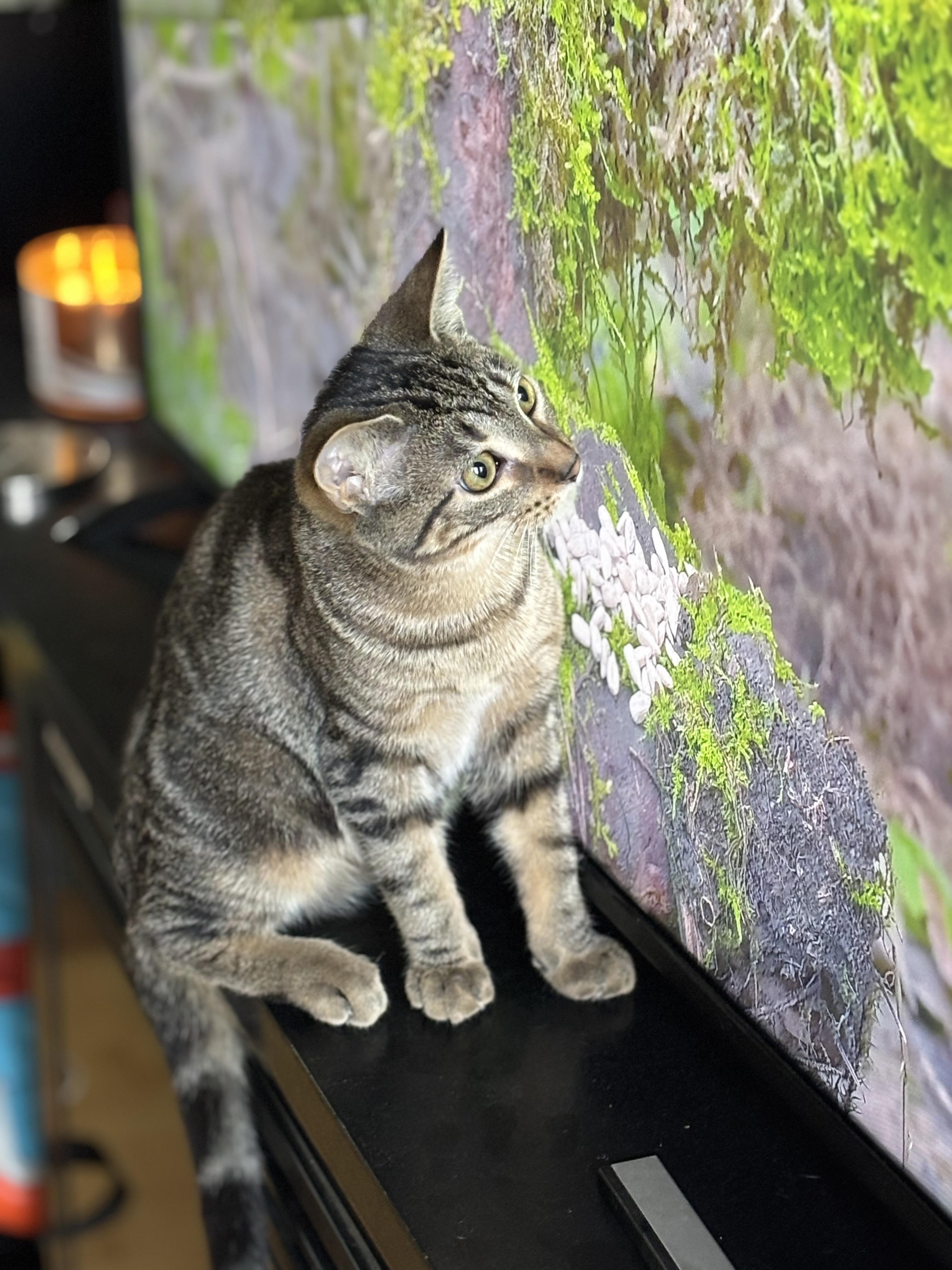 Bodhi, adopted, Kitten Male Domestic Short Hair.