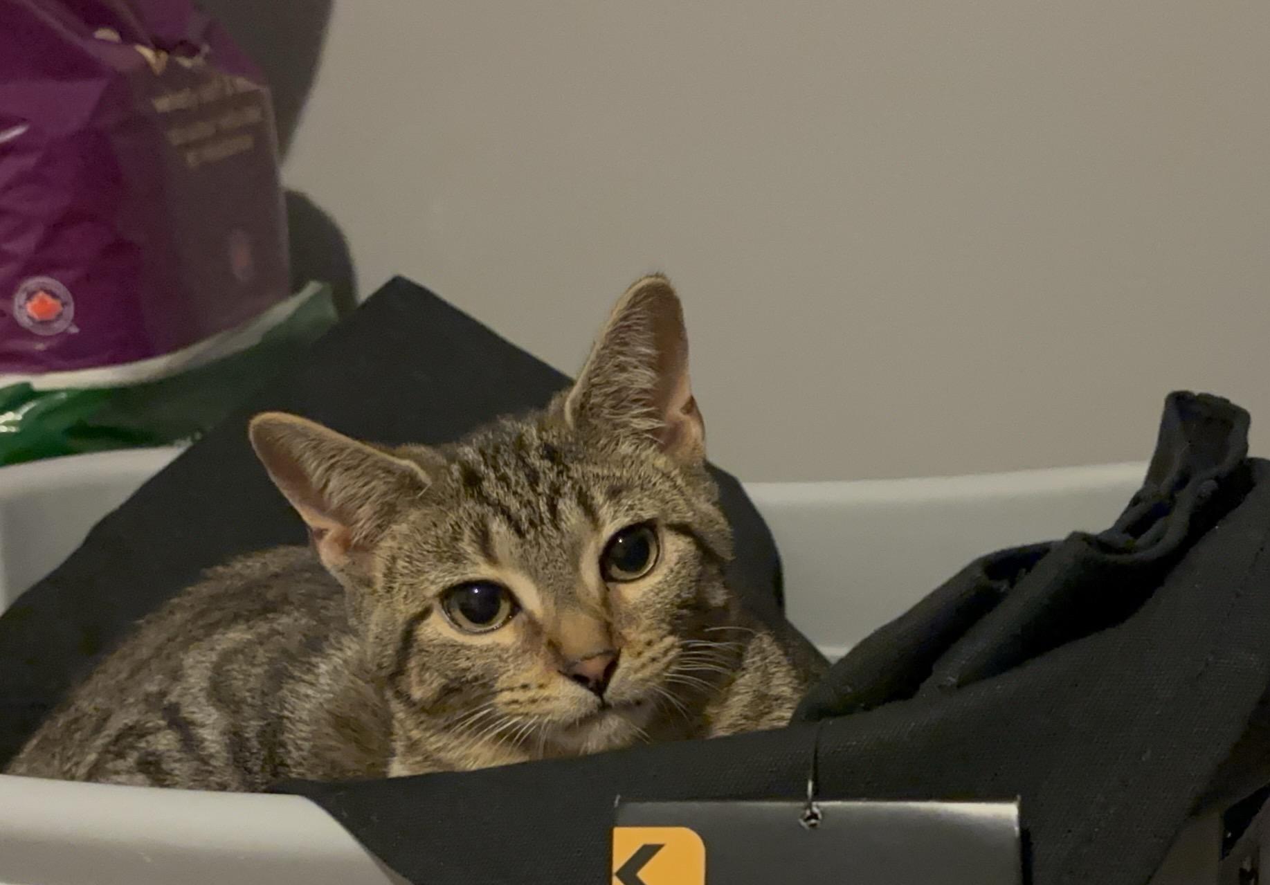 Enlarge Bodhi, a Adoptable Domestic Short Hair in Cornwall, ON image 4/6